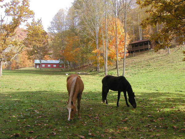 turkey creek cabins north carolina
